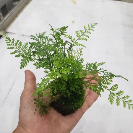 【送料無料】【生花/鉢】タバリア(洋しのぶ)2寸・吊スタンド付　※北海道・九州・沖縄は別途送料加算あります【O】