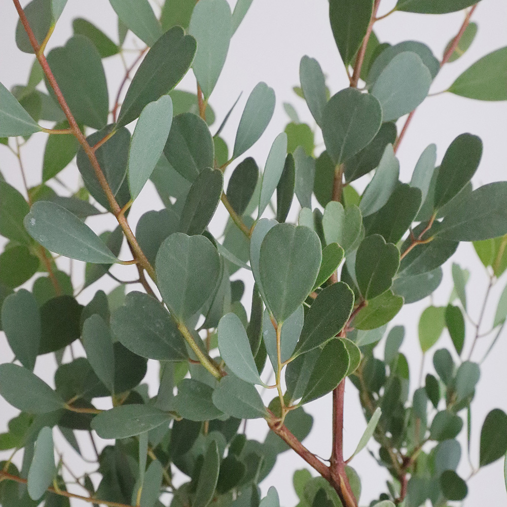 送料無料 生花 予約ot ユーカリ ハートリーフ 7寸鉢 北海道 九州 沖縄は別途送料加算あります 通販 はなどんやアソシエ 送料無料 生花 予約ot ユーカリ ハートリーフ 7寸鉢 北海道 九州 沖縄は別途送料加算あります 通販 はなどんやアソシエ