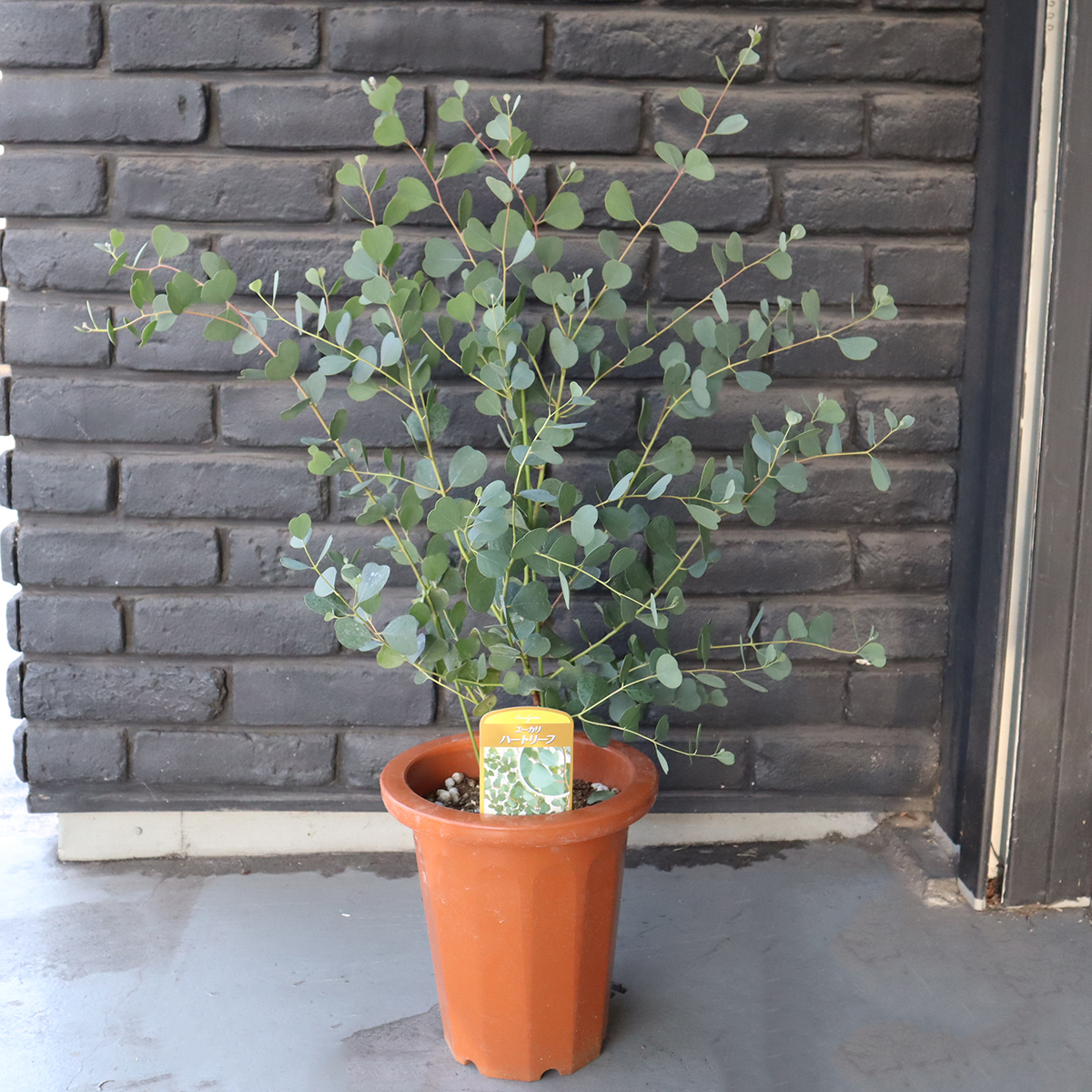 送料無料 生花 予約ot ユーカリ ハートリーフ 7寸鉢 北海道 九州 沖縄は別途送料加算あります 通販 はなどんやアソシエ 送料無料 生花 予約ot ユーカリ ハートリーフ 7寸鉢 北海道 九州 沖縄は別途送料加算あります 通販 はなどんやアソシエ