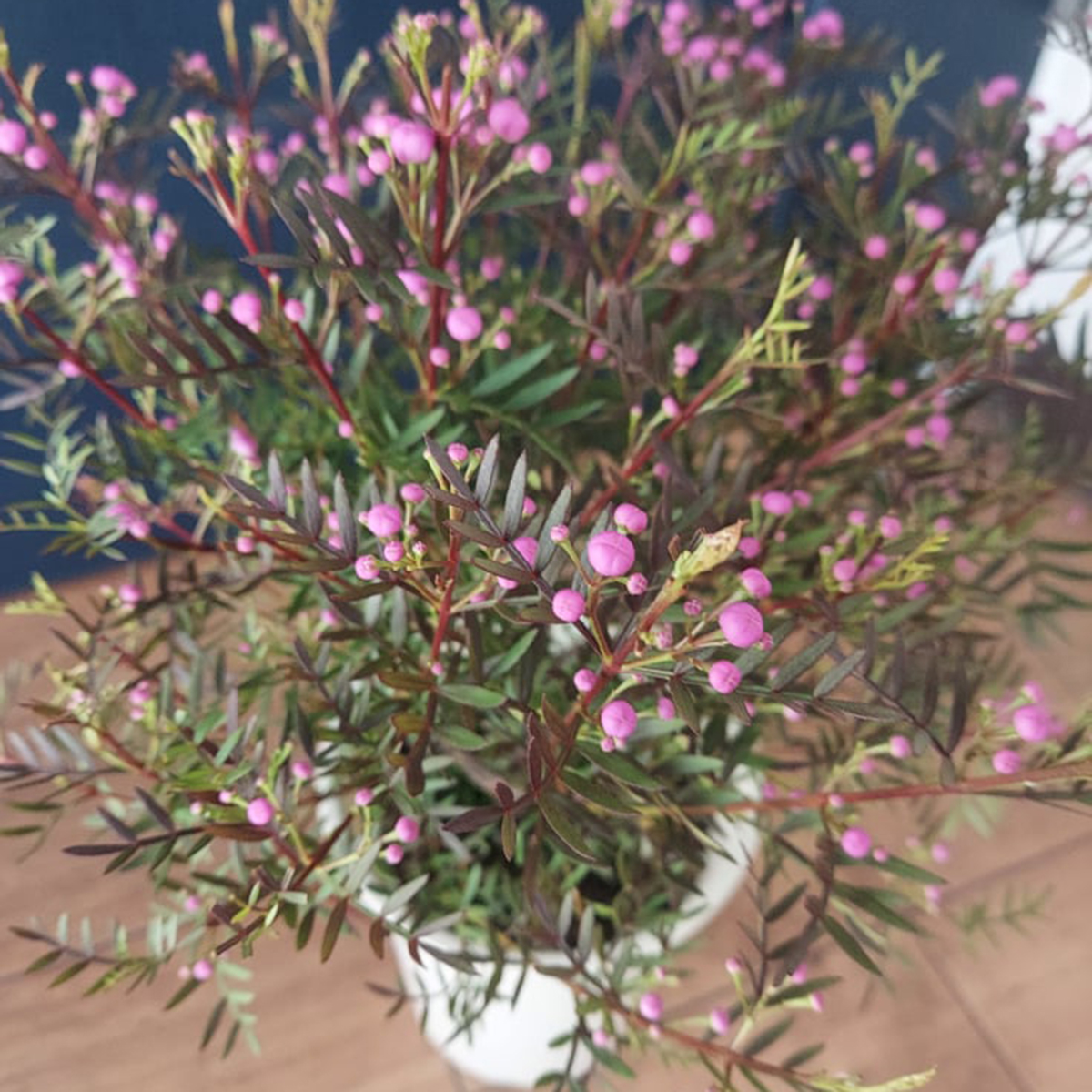 送料無料 生花 即納 ボロニア ピナータ 4寸鉢 北海道 九州 沖縄は別途送料加算あります 通販 はなどんやアソシエ 送料無料 生花 即納 ボロニア ピナータ 4寸鉢 北海道 九州 沖縄は別途送料加算あります 通販 はなどんやアソシエ