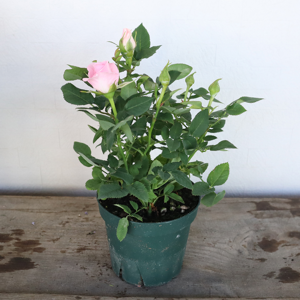 送料無料】【生花/鉢】ミニバラ(3寸苗)色おまかせアソート ※北海道