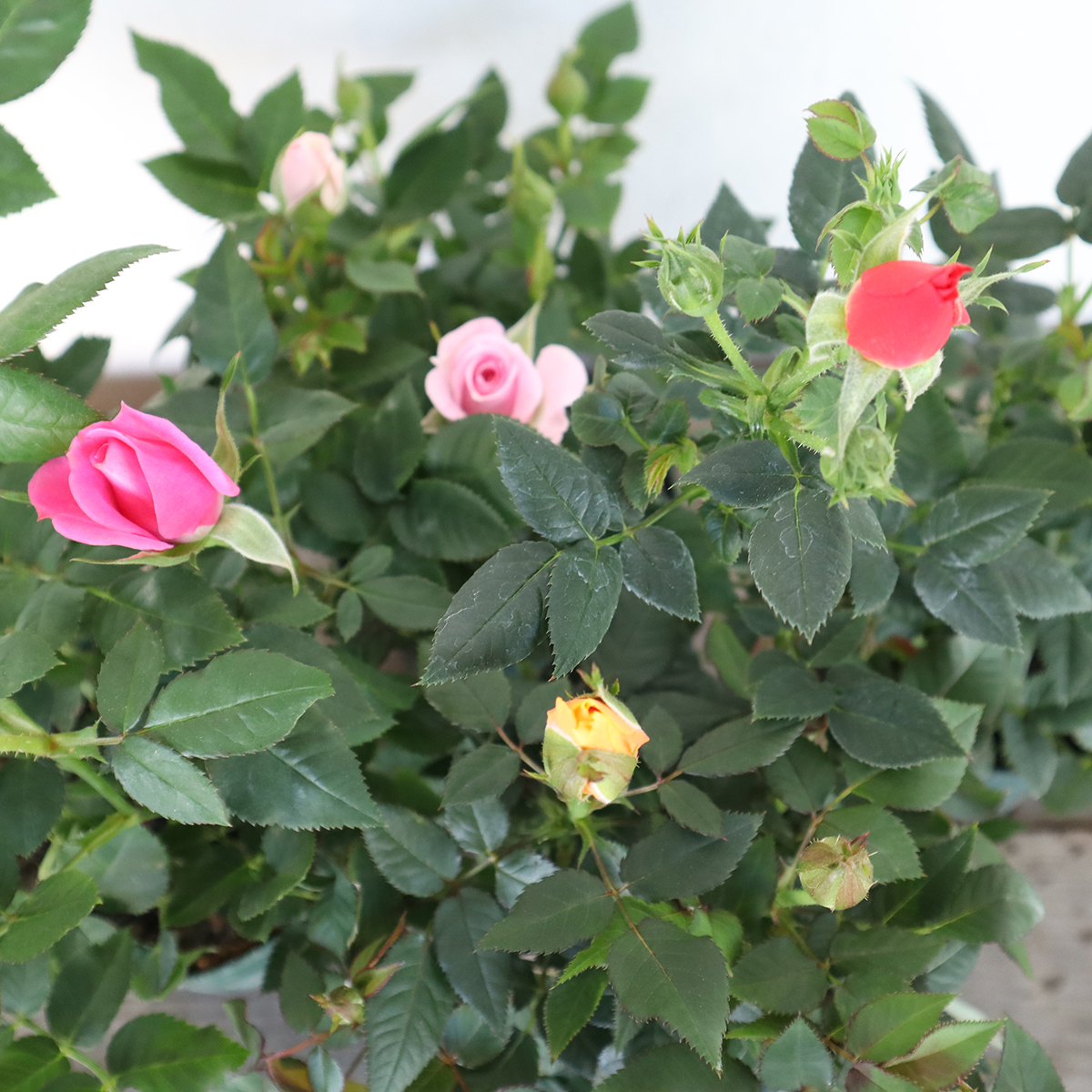 送料無料】【生花/鉢】ミニバラ(3寸苗)色おまかせアソート ※北海道