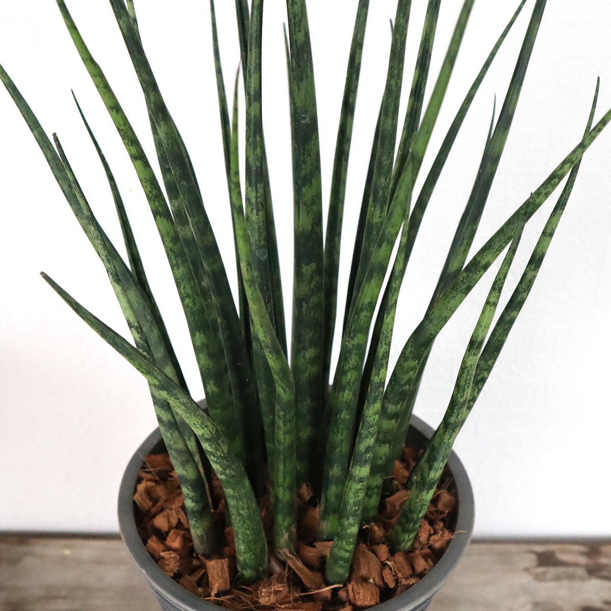 売上実績no 1 フラワーキッチン 観葉植物 サンスベリア7号 ブラック鉢 ファーンウッド Marcielyons Com 売上実績no 1 フラワーキッチン 観葉植物 サンスベリア7号 ブラック鉢 ファーンウッド Marcielyons Com