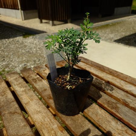 【送料無料】【生花/直送】ハーブ苗　ヘンルーダ 4号 ※ お届け日指定不可・お届けについて商品説明を必ずご確認下さい
