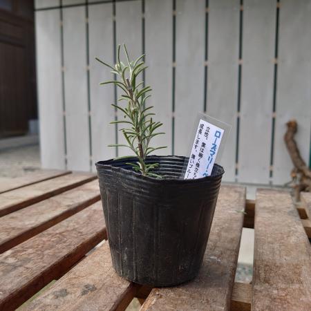 【送料無料】【生花/直送】ハーブ苗　ローズマリーベネデンブルー ※ お届け日指定不可・お届けについて商品説明を必ずご確認下さい