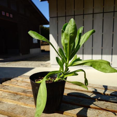 【送料無料】【生花/直送】ハーブ苗　カレンデュラ4号 ※ お届け日指定不可・お届けについて商品説明を必ずご確認下さい