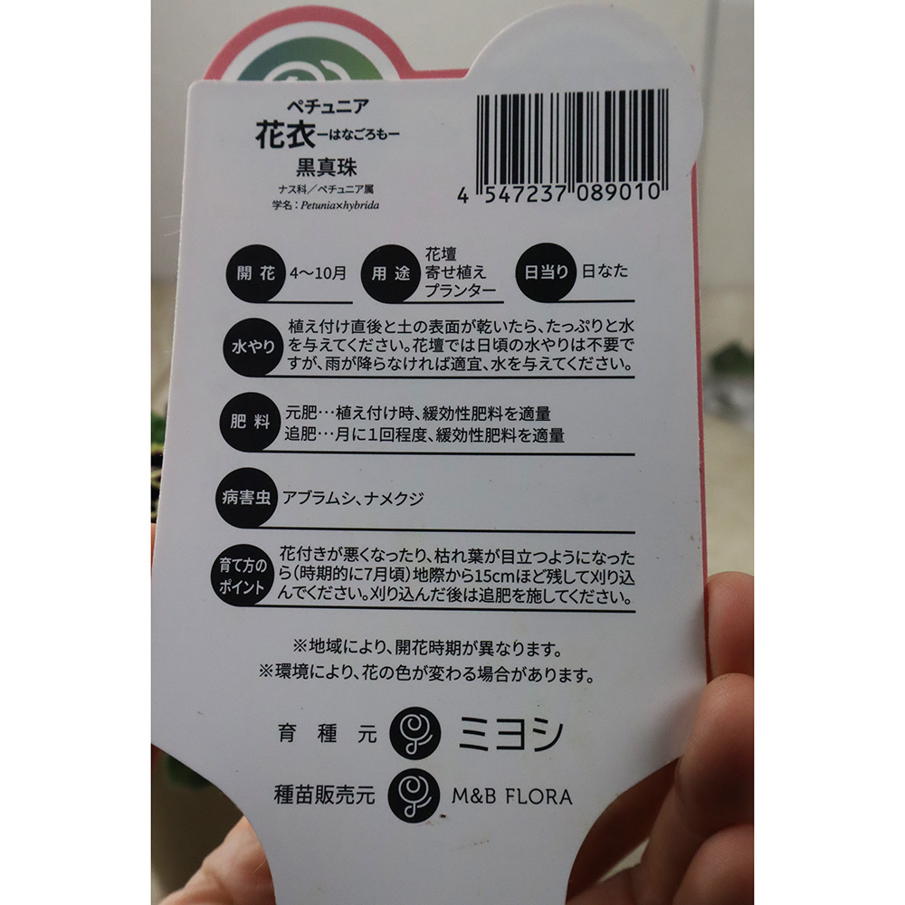 生花/即納】花苗 ペチュニア 黒真珠 3.5寸鉢 - 花材通販はなどんやアソシエ