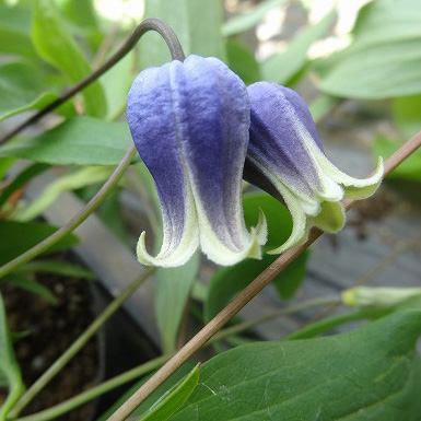 【送料無料】【生花/即納】希少なベル型クレマチス苗!「しずく」5寸鉢　※北海道・九州・沖縄は別途送料加算あります