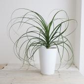 送料無料】【生花/鉢】観葉植物 ノリナ (トックリラン)の鉢(7寸鉢