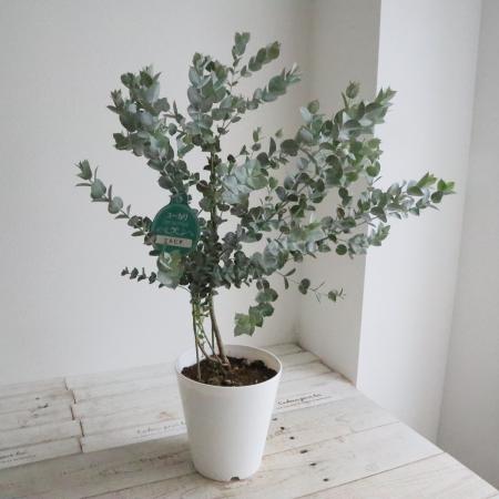 【送料無料】【生花/即納】ユーカリ　アルビダ　5寸鉢　※北海道・九州・沖縄は別途送料加算あります【JMK】