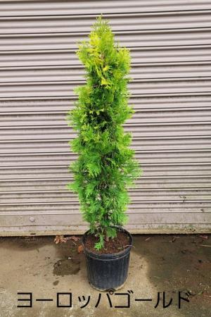 【送料無料】【生花/鉢】ニオイヒバ　ヨーロッパゴールド　7寸鉢　※北海道・九州・沖縄は別途送料加算あります【FJ】