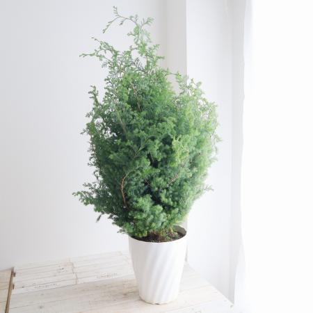 【送料無料】【生花/即納】ヒムロ杉　8寸　※北海道・九州・沖縄は別途送料加算あります