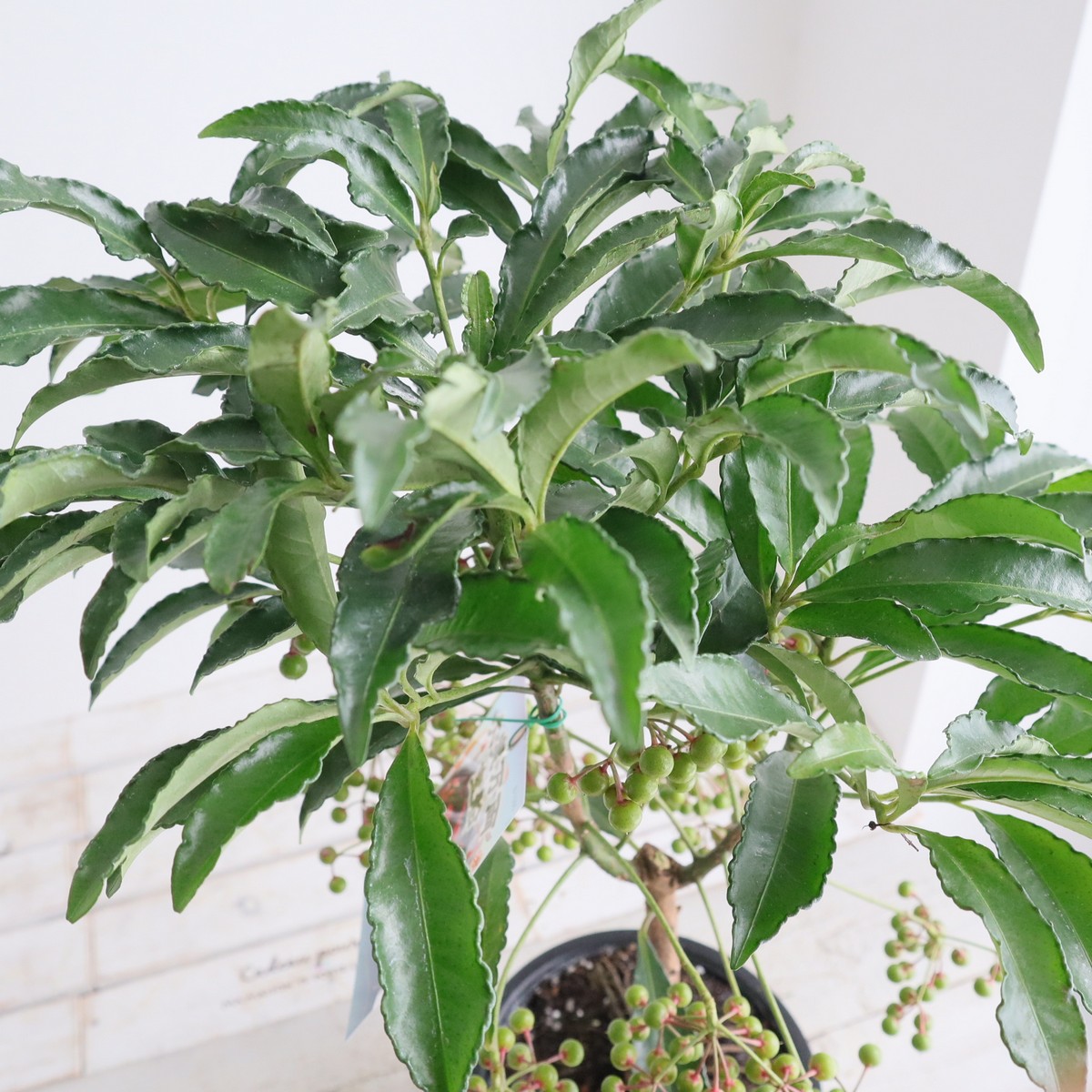 送料無料】【生花/即納】大実万両 宝船 5寸鉢【PI/NS】 - 花材通販は