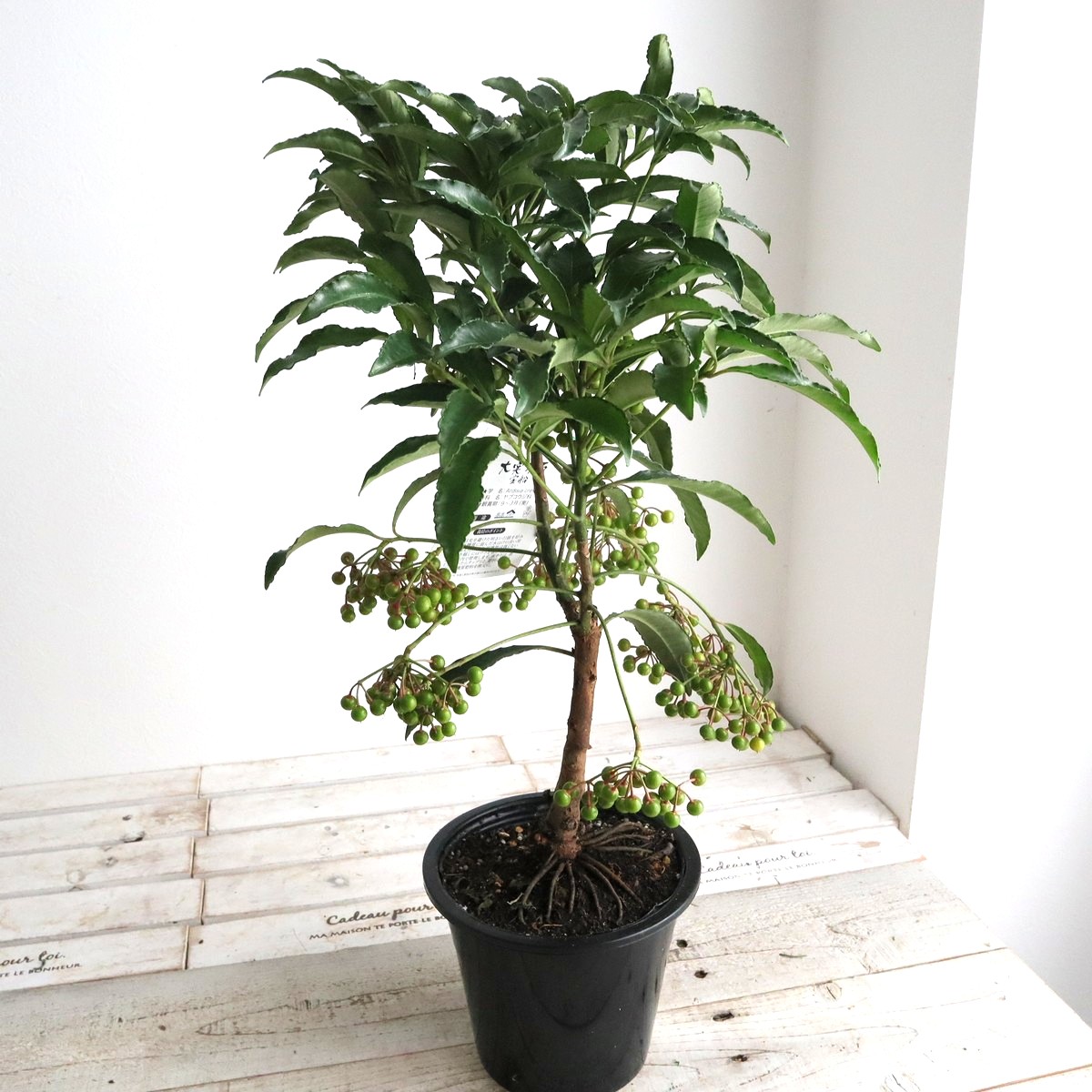 送料無料】【生花/鉢】大実万両 宝船 5寸 ※北海道・九州・沖縄は別途