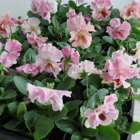 【生花/即納】パンジー  モモコ　3.5寸ポット苗【NS】