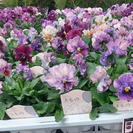 【生花/即納】小輪パンジー  きもの 3.5寸【NA】