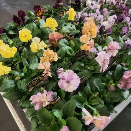 【生花/即納】パンジー  ルナドゥーブル 3.5寸  色おまかせ【NA】