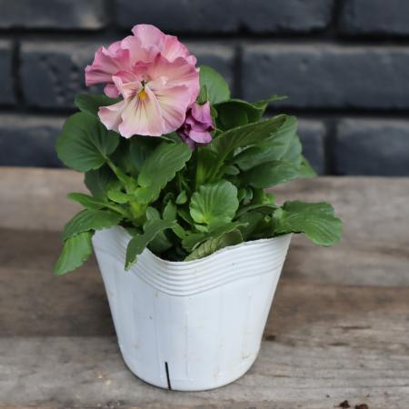 【生花/即納】八重咲パンジー  ルナドゥーブル(ラベンダーピンク系) 3.5寸苗【PI/NS】