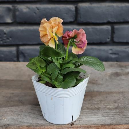 【生花/即納】八重咲パンジー  ルナドゥーブル(オレンジ系) 3.5寸苗【PI/NS】