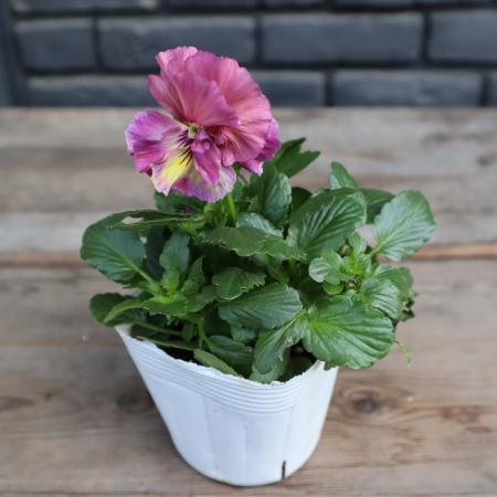 【生花/即納】八重咲パンジー  ルナドゥーブル(アンティークピンク系) 3.5寸苗【PI/NS】