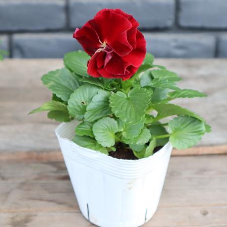 【生花/即納】八重咲パンジー  ルナドゥーブル(赤系) 3.5寸苗【PI/NS】