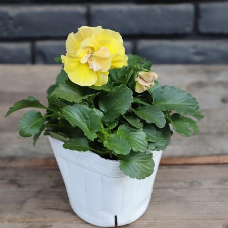 【生花/即納】八重咲パンジー  ルナドゥーブル(黄系) 3.5寸苗【PI/NS】