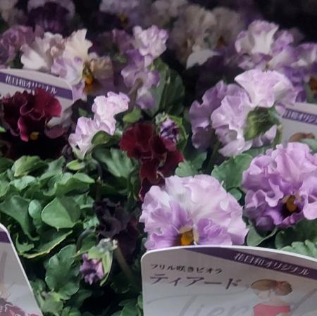 【生花/即納】ビオラ  ティアード 3.5寸  色おまかせ【NA】