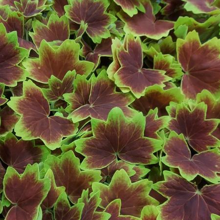 【生花/即納】モミジ葉ゼラニウム 3寸  【NA】