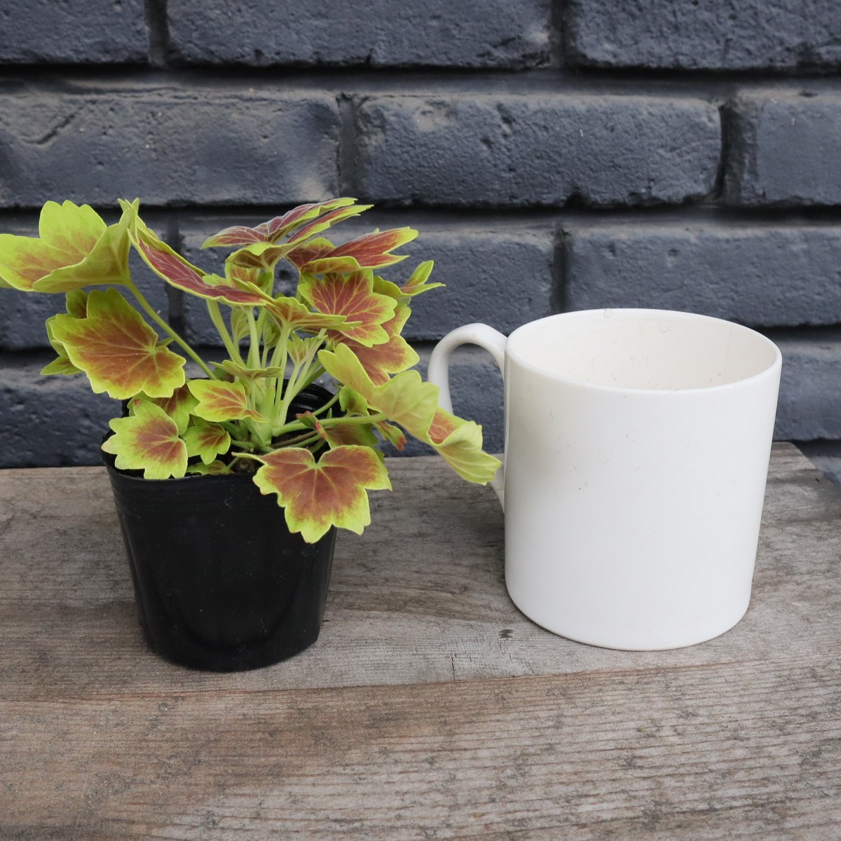 生花/即納】モミジ葉ゼラニウム バンクーバーセンティニアル 3寸ポット