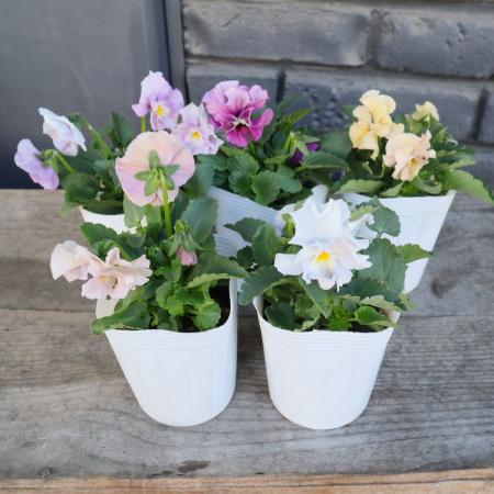 【生花/即納】小輪フリルパンジー  ペルクレアMIX 3寸  ※色おまかせ