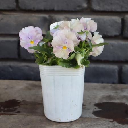 【生花/即納】小輪フリルパンジー  ペルクレア(青〜紫系・濃淡個体差有) 3寸【NS】