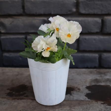 【生花/即納】小輪フリルパンジー  ペルクレア(白系・個体差有) 3寸【NS】