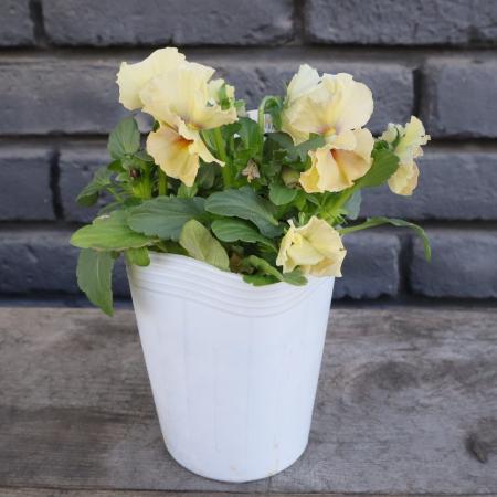 【生花/即納】小輪フリルパンジー  ペルクレア(黄色系) 3寸  【NS】