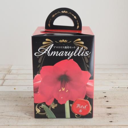 【生花/予約】アマリリスギフトBOX　栽培セット　赤【OT】