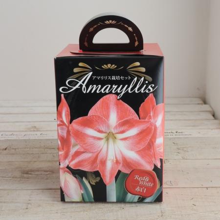 【生花/予約】アマリリスギフトBOX　栽培セット　赤白【OT】