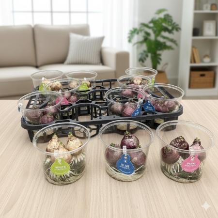 【生花/即納】球根ヒヤシンス　色おまかせ  4寸ウォーターカップ(同じ色が3球)【NA】