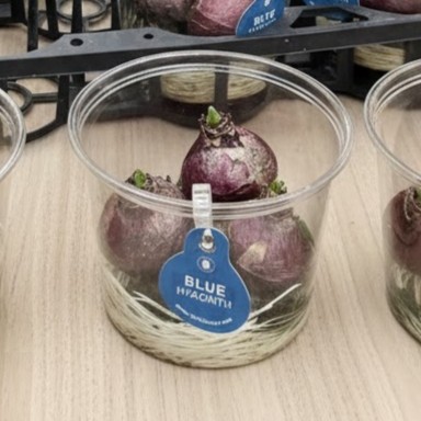 【生花/即納】球根ヒヤシンス(青)4寸ウォーターカップ【NA】