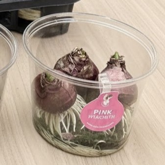 【生花/即納】球根ヒヤシンス(ピンク)4寸ウォーターカップ【NA】