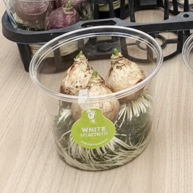 【生花/即納】球根ヒヤシンス(白)4寸ウォーターカップ(同じ色が3球)【NA】