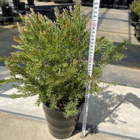 【送料無料】【生花/鉢】アカシア  テレサ 7寸鉢　※北海道・九州・沖縄は別途送料加算あります