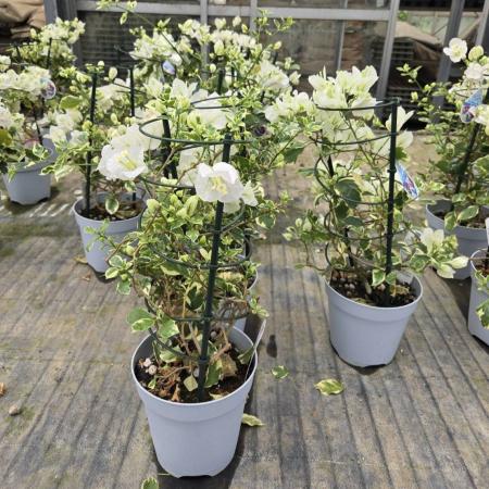 【送料無料】【生花/鉢】ブーゲンビリア　サンデリアーナホワイト　5寸鉢　※北海道・九州・沖縄は別途送料加算あります