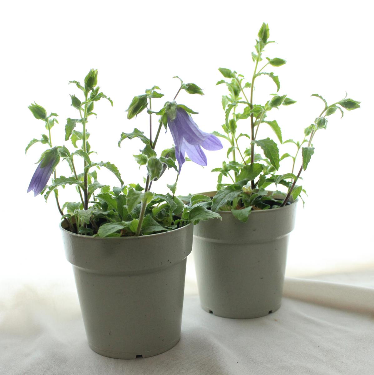 JF】皿ヶ峰桔梗 3寸苗 山野草 - 花材通販はなどんやアソシエ