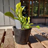 送料無料】【生花/直送】ハーブ苗 こぶみかん苗(3寸)※ お届け日指定