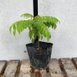 【送料無料】【生花/直送】ハーブ苗　カレーリーフ4号 ※ お届け日指定不可・お届けについて商品説明を必ずご確認下さい