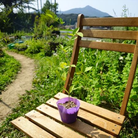 【送料無料】【生花/直送】ハーブ苗　バタフライピー ※ お届け日指定不可・お届けについて商品説明を必ずご確認下さい