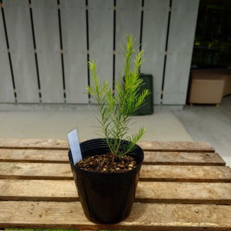 【送料無料】【生花/直送】ハーブ苗　メディカルティーツリー 4号鉢 ※ お届け日指定不可・お届けについて商品説明を必ずご確認下さい