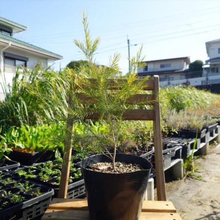 【生花/直送】ハーブ苗　メディカルティーツリー 大株   ※お届け日指定不可・お届けについて商品説明を必ずご確認下さい