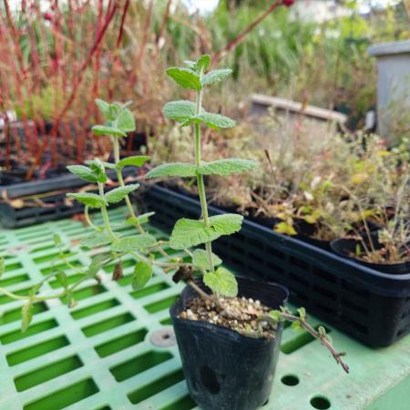 送料無料】【生花/直送】ハーブ苗 アップルミント ※ お届け日指定不可