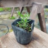 ローズマリープラグ苗200本 ローズマリープラグ苗200本