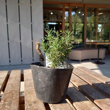 【送料無料】【生花/直送】ハーブ苗　ローズマリーセイレム4号 ※ お届け日指定不可・お届けについて商品説明を必ずご確認下さい